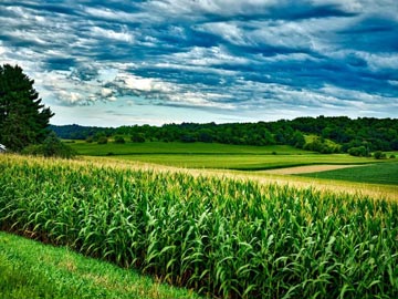 Abiove eleva estimativa de produção em 2016/17 para 113,2 milhões de toneladas