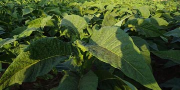 Balança comercial do agronegócio registra superávit de US$ 8,38 bilhões em maio
