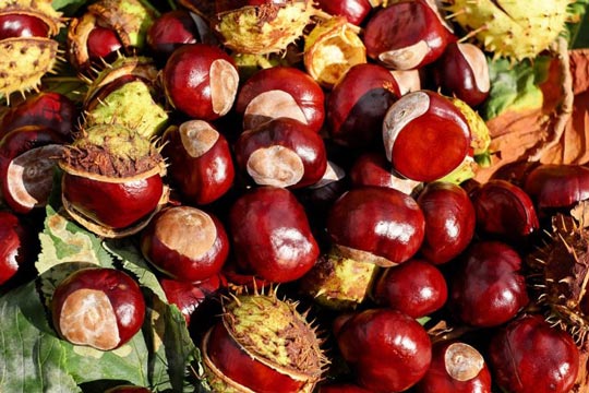 Exportações de castanhas devem alcançar US$ 1 bilhão em uma década
