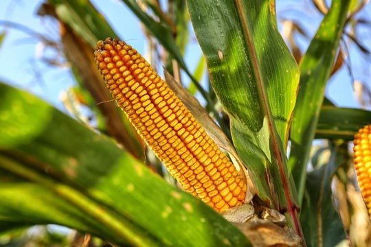Exportação de milho do Brasil dispara em agosto; soja já tem novo recorde anual