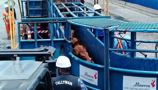 CNA obtém liminar para permitir exportações de boi vivo em Santos