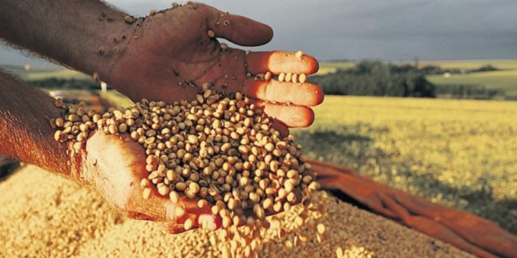Colheita de soja do Brasil atingirá recorde de 119,23 milhões de toneladas, prevê Safras