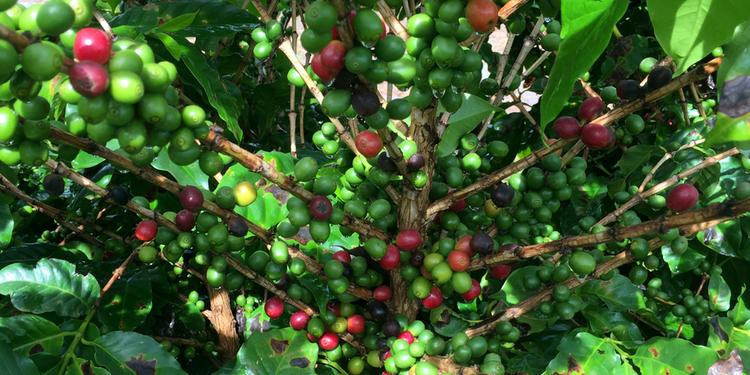 Exportação de café verde do Brasil cai 10,6% em março, diz Cecafé
