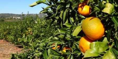 Estoques de suco de laranja do Brasil podem cair pela metade na nova safra