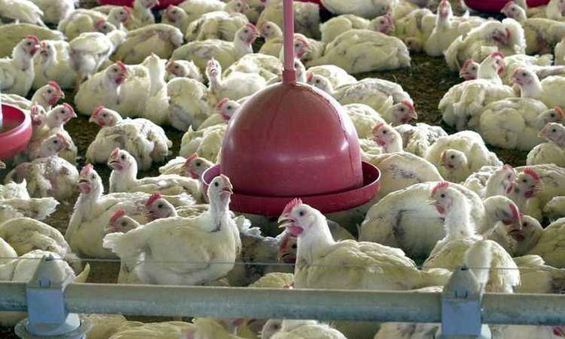 União Europeia suspende importações de carne de frango de 20 frigoríficos brasileiros