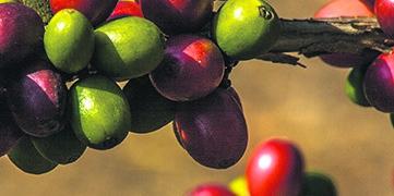 Brasil terá produção recorde de café