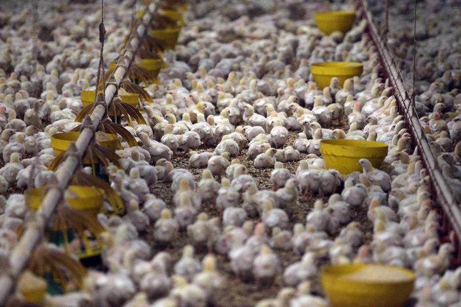 China vai impor tarifas de até 34% ao frango brasileiro