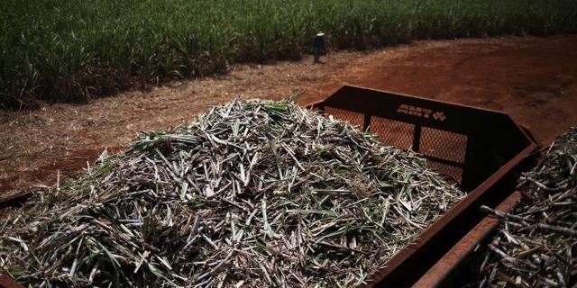 Tamanho da safra de cana do Brasil é incerto por chuvas irregulares