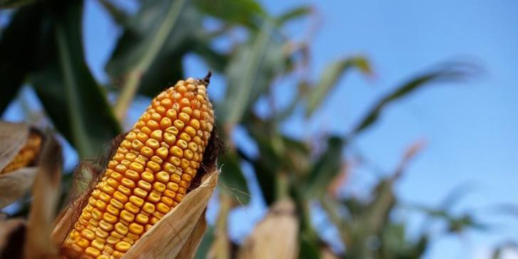 Brasil eleva preço mínimo do milho para maiores produtores em 2018/19