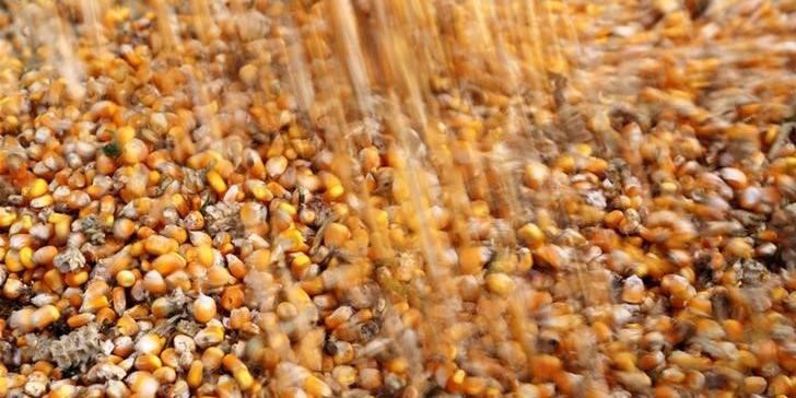 Agroconsult estima 2ª safra de milho do Brasil em 55 mi t