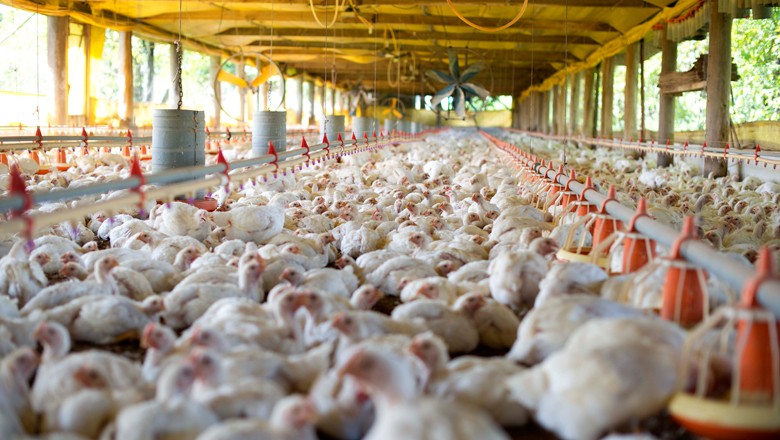 Exportação de frango cai 4,7%