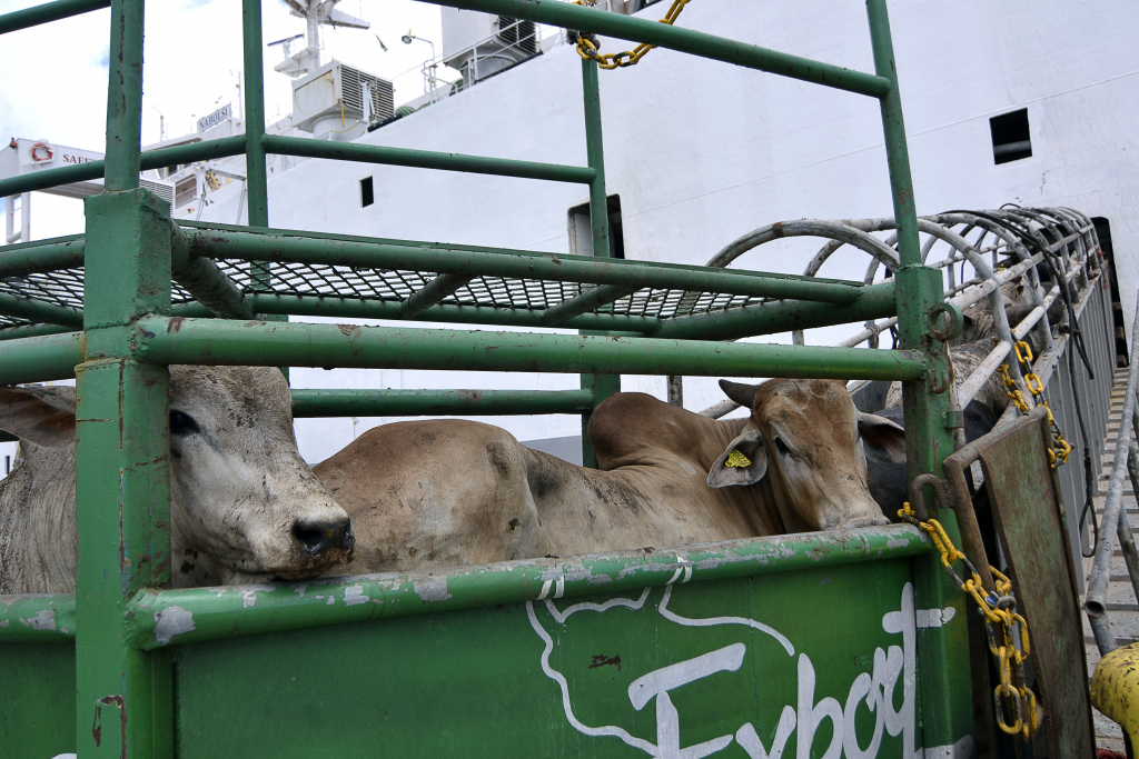 Governador de SP apoia proibição de exportação de animais vivos