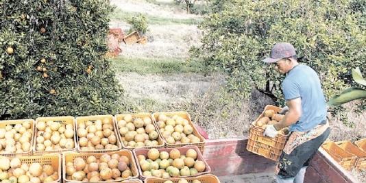 Exportação de suco de laranja do Brasil cresce 29% na safra 2017/18, diz CitrusBR