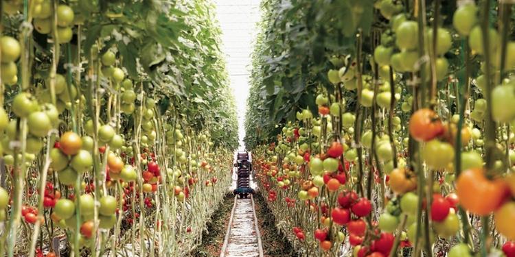 Valor bruto de produção agropecuária deve cair 1,91% em 2018; para R$ 562,4 bi