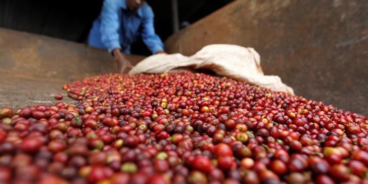 Exportação global de café cai 12,4% em maio, diz OIC
