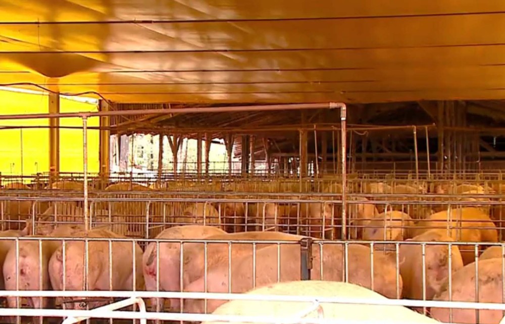 Exportação de carne suína do Brasil cai 18,9% no 1º semestre, diz ABPA