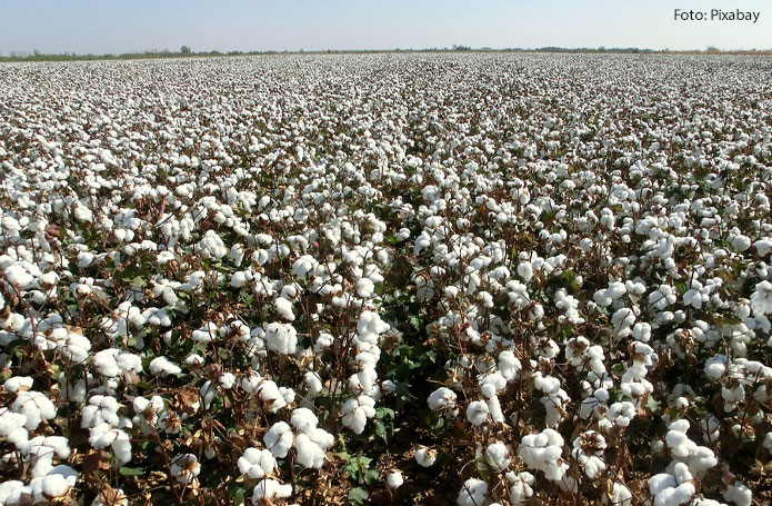 Com produção recorde, Brasil se torna o maior exportador de algodão do mundo pela primeira vez