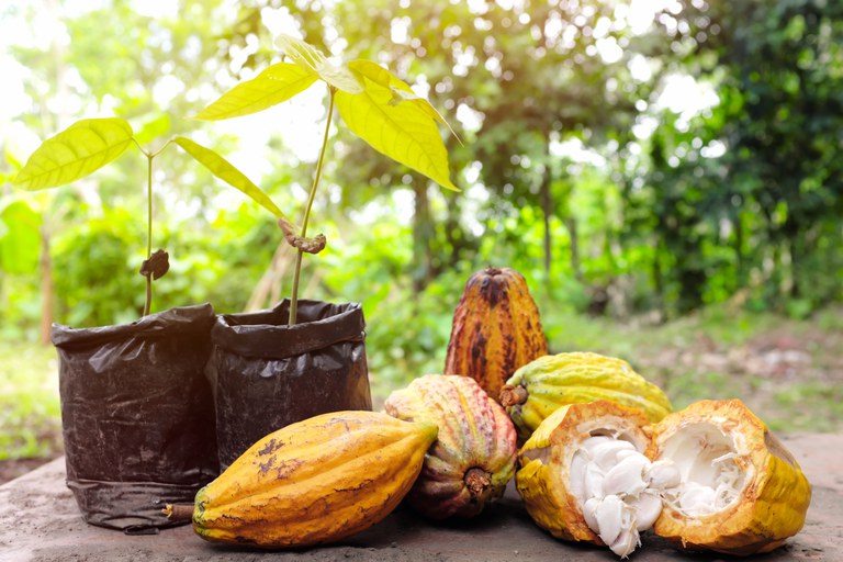 Amelonado é o principal tipo de cacau produzido no Brasil