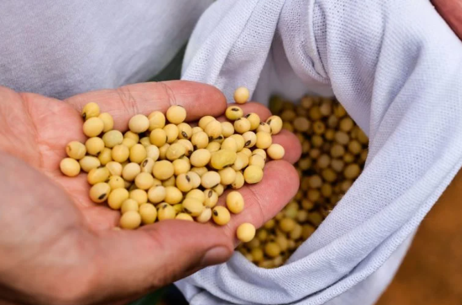 Exportações de grãos impulsionam o agro em 2025