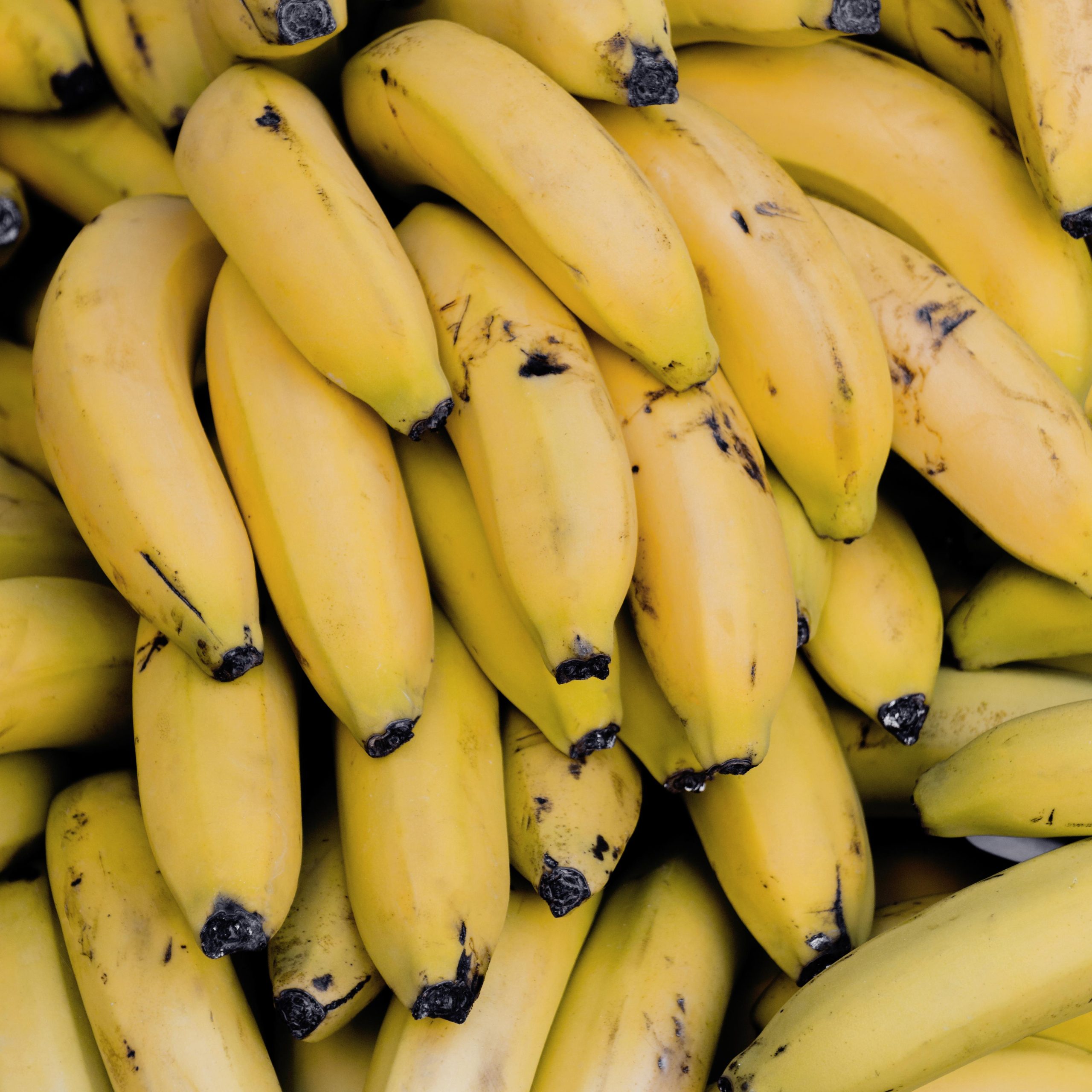 Equador se Torna o Maior Exportador de Banana Fresca do Mundo