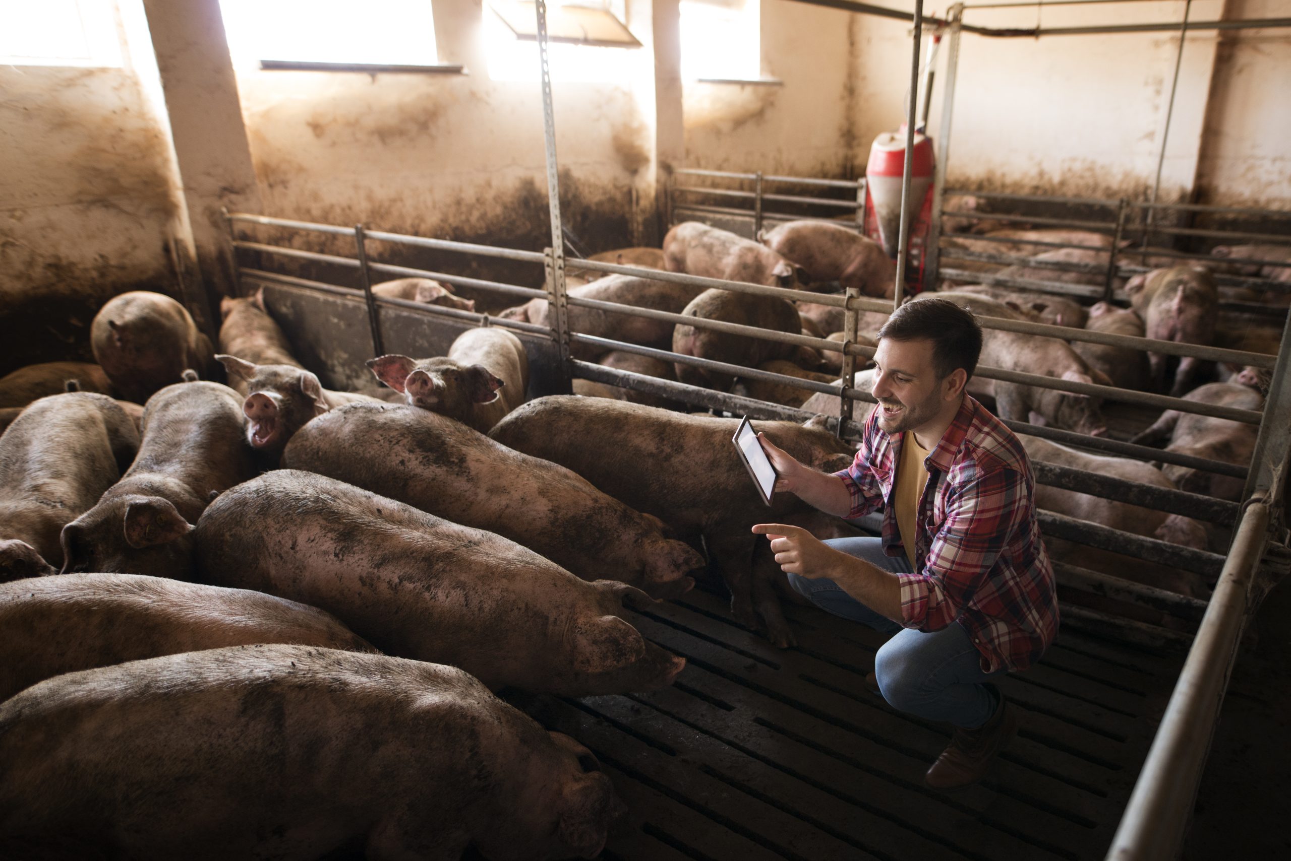 Com receita de exportações 32,6% maior, embarques de carne suína cresceram em fevereiro