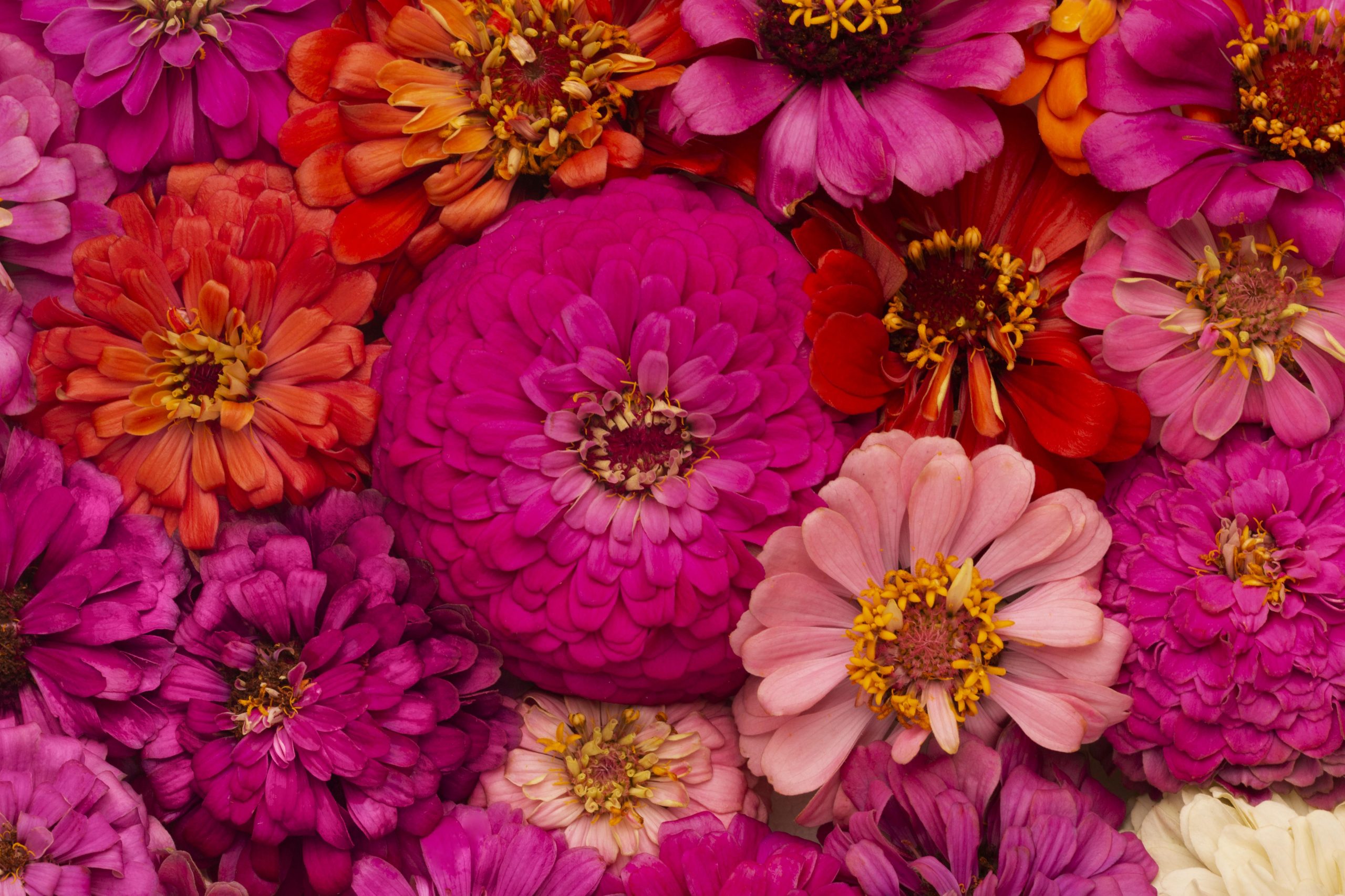 São Paulo celebra a primavera como maior produtor e exportador de flores do Brasil