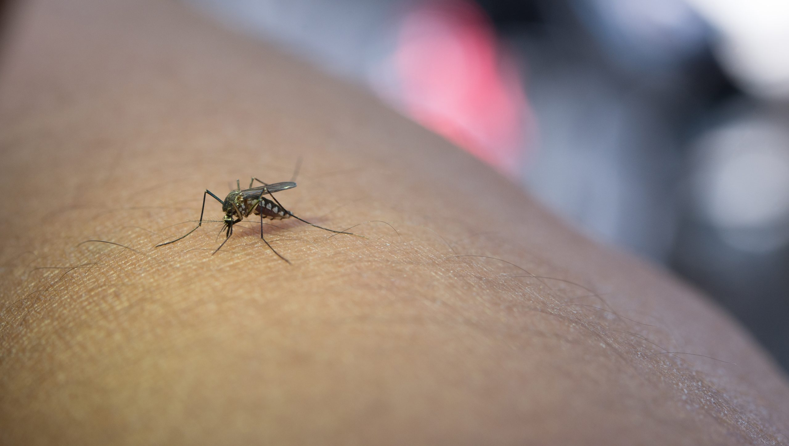Palestra sobre controle do Aedes aegypti visa fortalecer a proteção à saúde no ambiente portuário